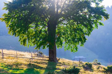 Dev dağlarla manzara ile taze yeşil yaprak