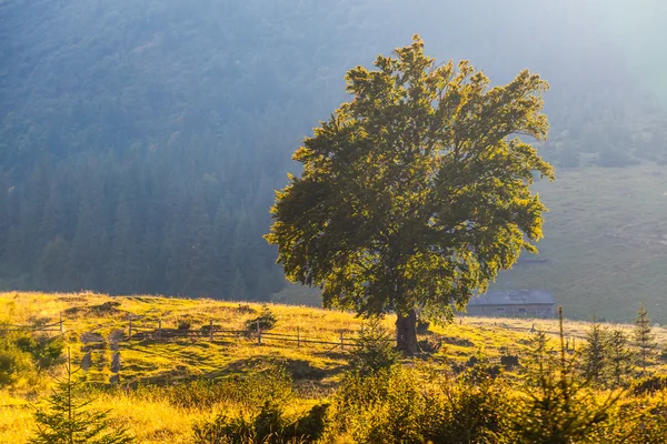 Montagne maestose paesaggio con foglie verdi fresche — Foto Stock