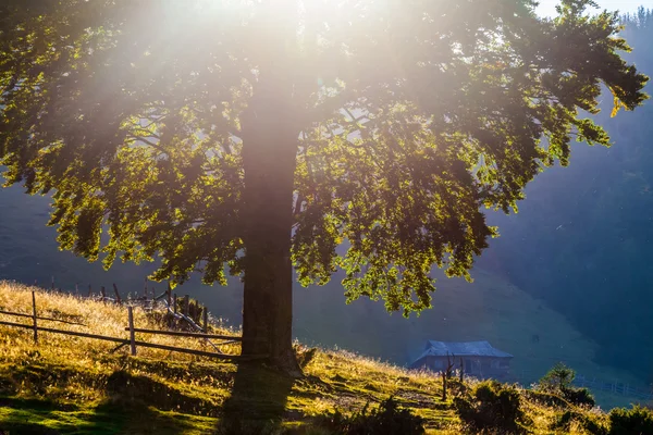 Montagne maestose paesaggio con foglie verdi fresche — Foto Stock