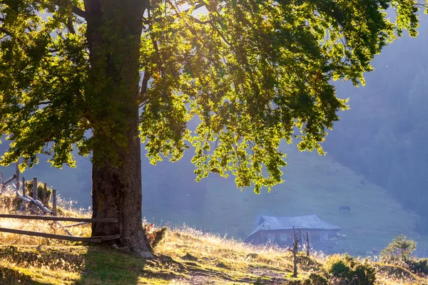 Majestátní hory krajina s čerstvé zelené listy — Stock fotografie