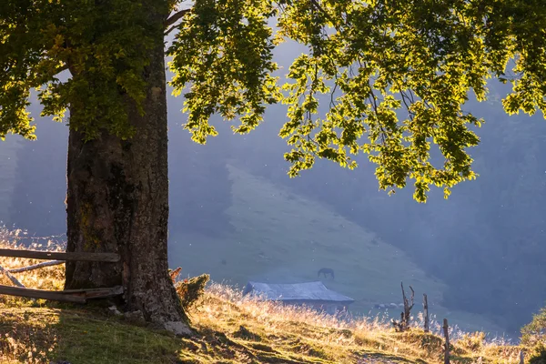 장엄한 산 풍경이 신선한 녹색 잎 — 스톡 사진