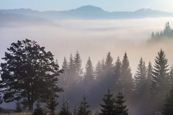 Majestuoso paisaje montañoso con hojas verdes frescas — Foto de Stock