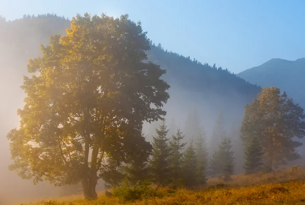 Majestätische Berglandschaft mit frischen grünen Blättern — Stockfoto