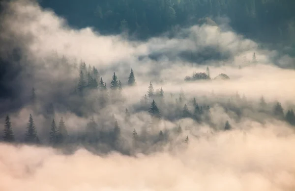 Majestic sunset in the mountains landscape. Carpathian, Ukraine — Stock Photo, Image