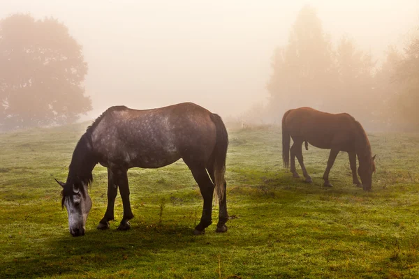 Cavallo di montagna roccioso — Foto Stock