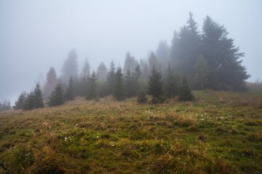 derin siste mistik orman 