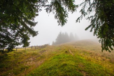 derin siste mistik orman 