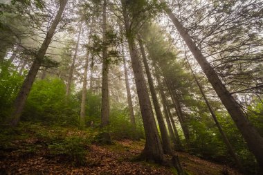 derin siste mistik orman 