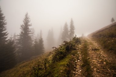 derin siste mistik orman 