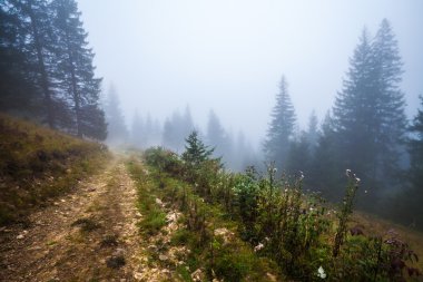 derin siste mistik orman 