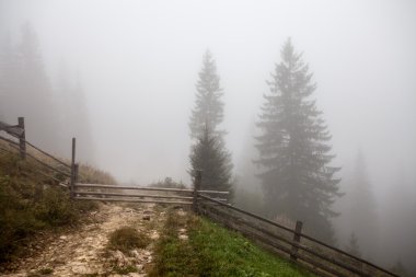 derin siste mistik orman 