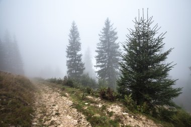 derin siste mistik orman 