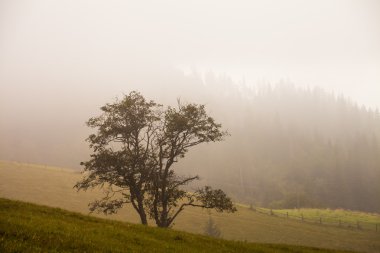 bohem İsviçre sisli vadinin yukarıdaki tepede yalnız ağaç