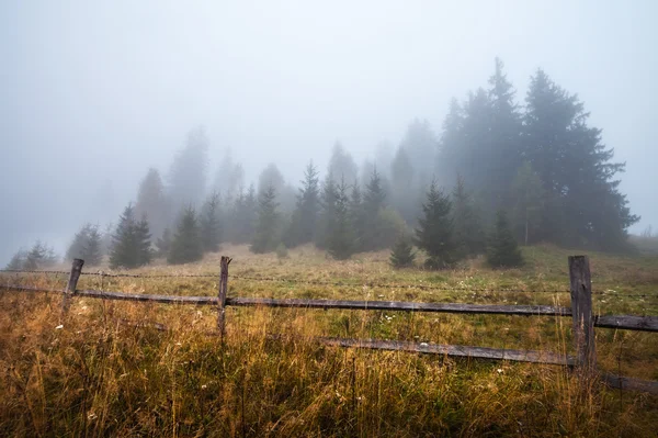 Nebbia profonda mistica in una foresta — Foto Stock