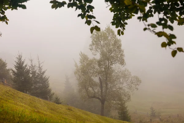 Copac singuratic pe deal, deasupra văii cețoase din Elveția Boemiei — Fotografie, imagine de stoc