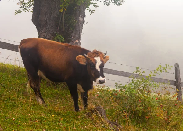 Vaca pastando em um prado nebuloso na Holanda — Fotografia de Stock