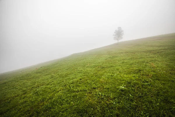 Ensamt träd på kullen ovanför dalen dimmiga i böhmiska Schweiz — Stockfoto