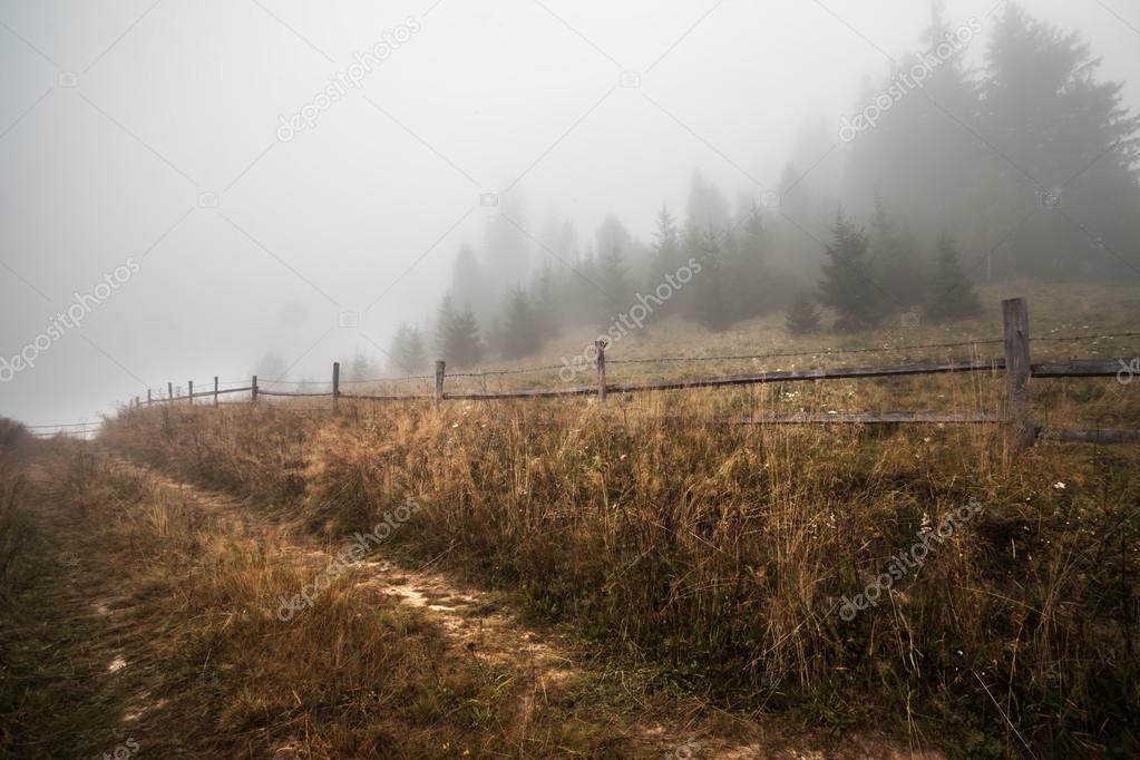 Mystical deep fog in a forest 
