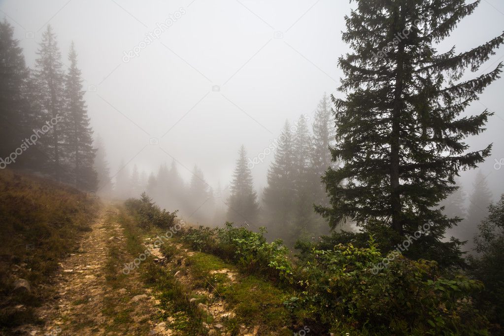 Mystical deep fog in a forest 