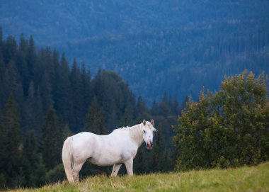 atları otlatma ile dağ manzarası