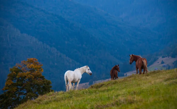 Paesaggio montano con cavalli al pascolo — Foto Stock