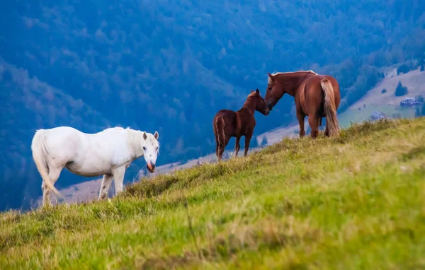 放牧马匹山风景 — 图库照片