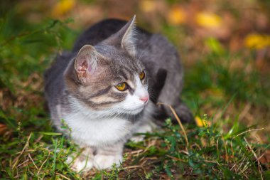 sabah çim kenarında oynarken küçük kedi yavrusu