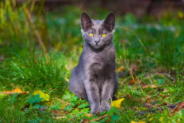 Gatinho brincando na beira da estrada grama de manhã — Fotografia de Stock