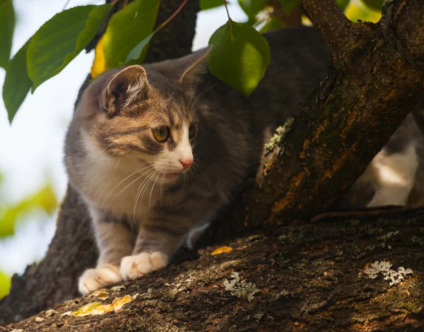Красивая серая кошка карабкается с дерева — стоковое фото