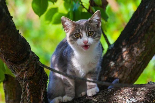 Hermoso gato canoso bajando de un árbol — Foto de Stock