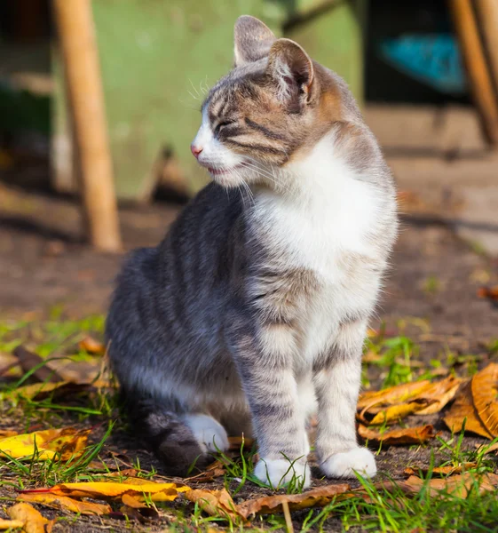 Pequeño gatito jugando en la hierba roadside en mañana — Foto de Stock