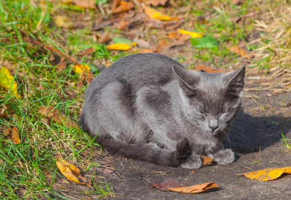 Gatinho brincando na beira da estrada grama de manhã — Fotografia de Stock