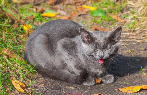 Gato jaz na grama com os olhos fechados — Fotografia de Stock