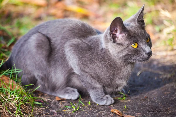 Pequeño gatito jugando en la hierba roadside en mañana — Foto de Stock