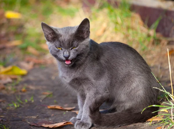 Gato se encuentra en la hierba con los ojos cerrados — Foto de Stock