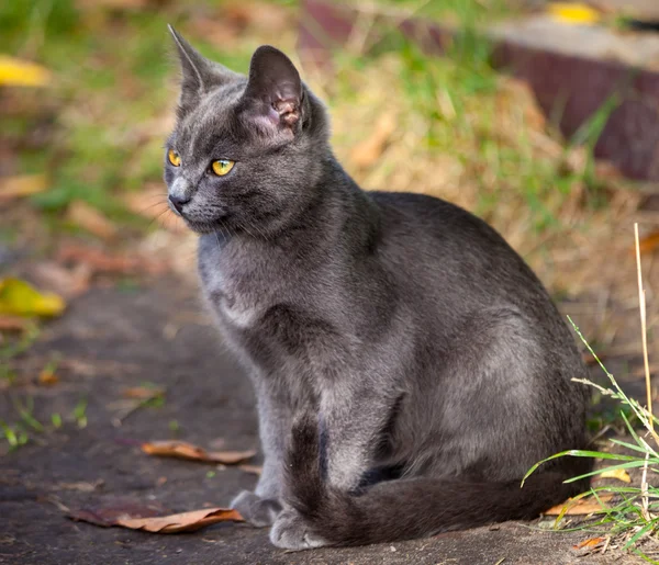 Pequeño gatito jugando en la hierba roadside en mañana — Foto de Stock