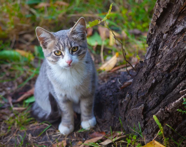 Petit chaton jouant sur le bord de la route de l'herbe le matin — Photo