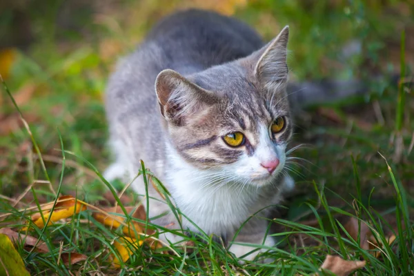 Pequeño gatito jugando en la hierba roadside en mañana — Foto de Stock