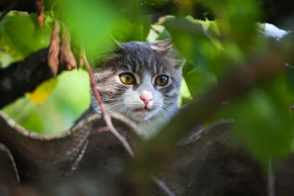 Bela cinza gato tabby subindo de uma árvore — Fotografia de Stock