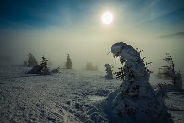 Kerst achtergrond met besneeuwde dennenbomen — Stockfoto