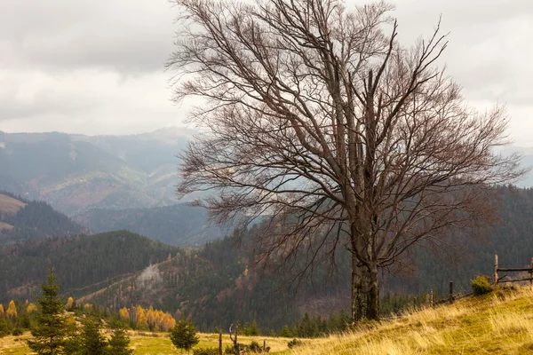 Montagna sopra le nuvole — Foto Stock