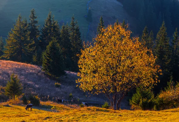 Гора над хмарами — стокове фото