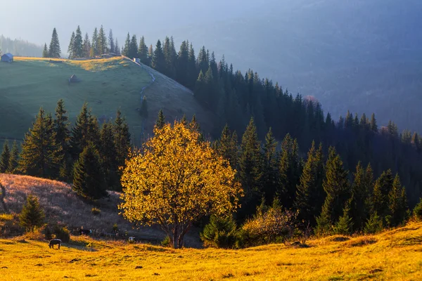 Montagne au-dessus des nuages — Photo