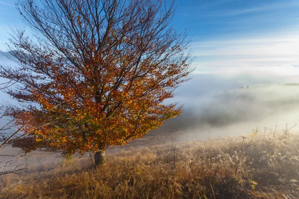 Montagne au-dessus des nuages — Photo