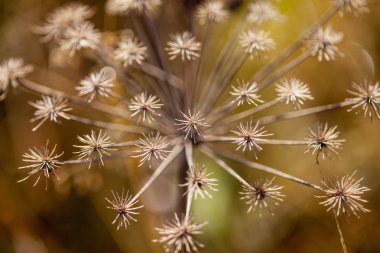 Bulutların üstünde dağ