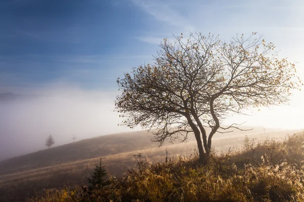 Berg über den Wolken — Stockfoto