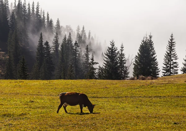 Montagna sopra le nuvole — Foto Stock