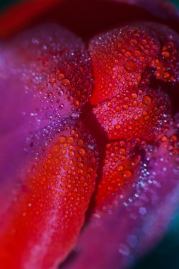 Bulutların üstünde dağ