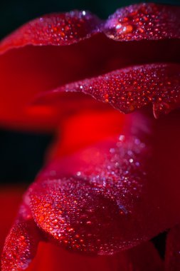 Bulutların üstünde dağ