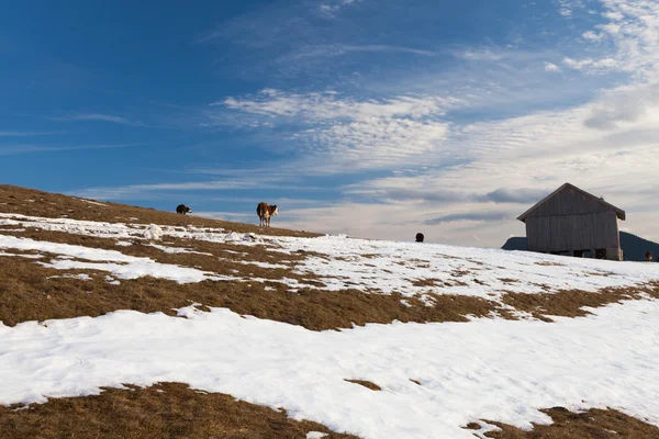 Picos montañosos cubiertos de nieve de invierno en Europa . — Foto de Stock